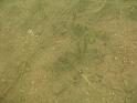 Scuba Table Rock 109